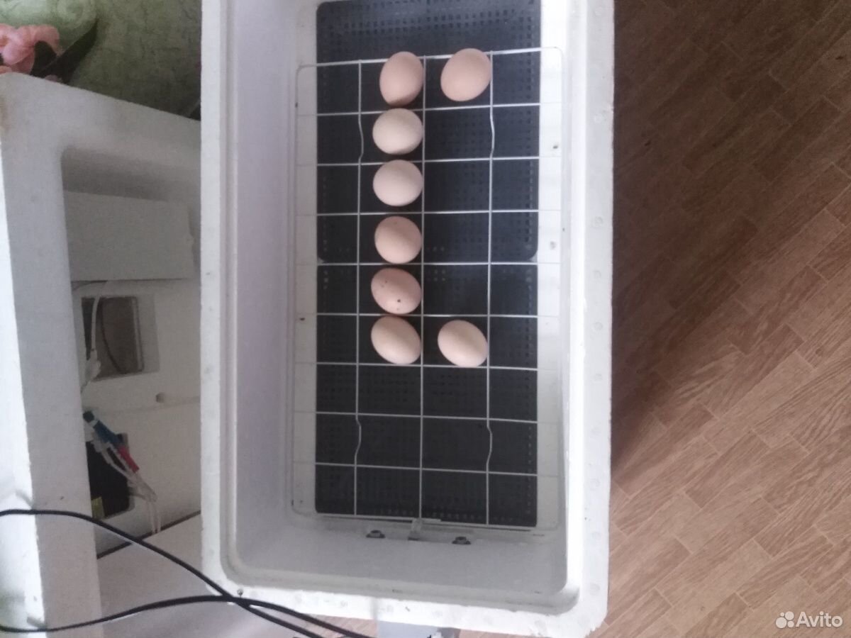 Инкубатор несушка на 36 яиц купить на Зозу.ру - фотография № 3