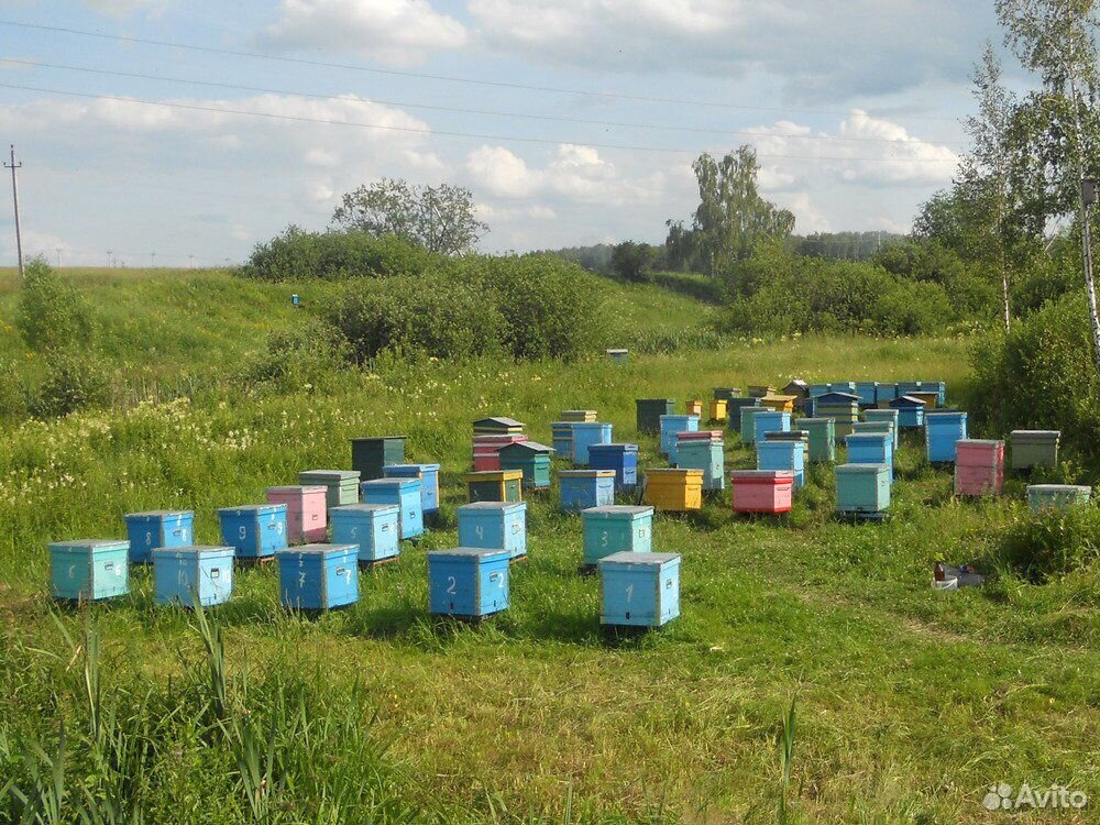 Купить Пчел Белгородская Область Объявления