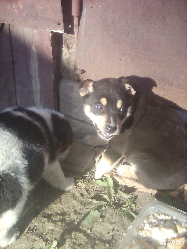 Два красивых щеночка ищут свой дом,добрых хозяев Щ купить на Зозу.ру - фотография № 2