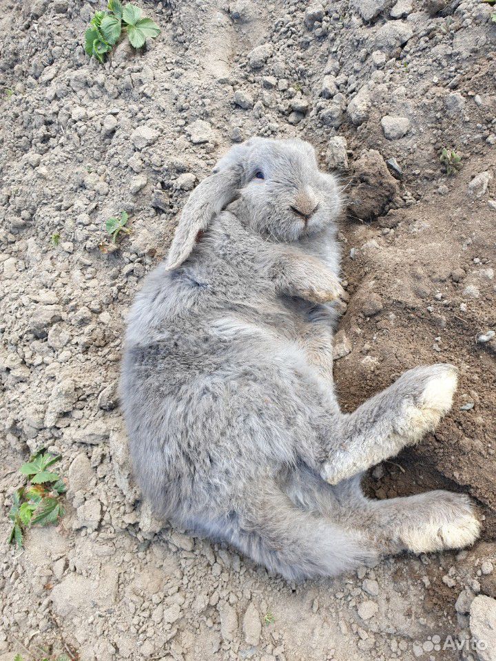 Продаётся кролик, порода "французский баран" купить на Зозу.ру - фотография № 2