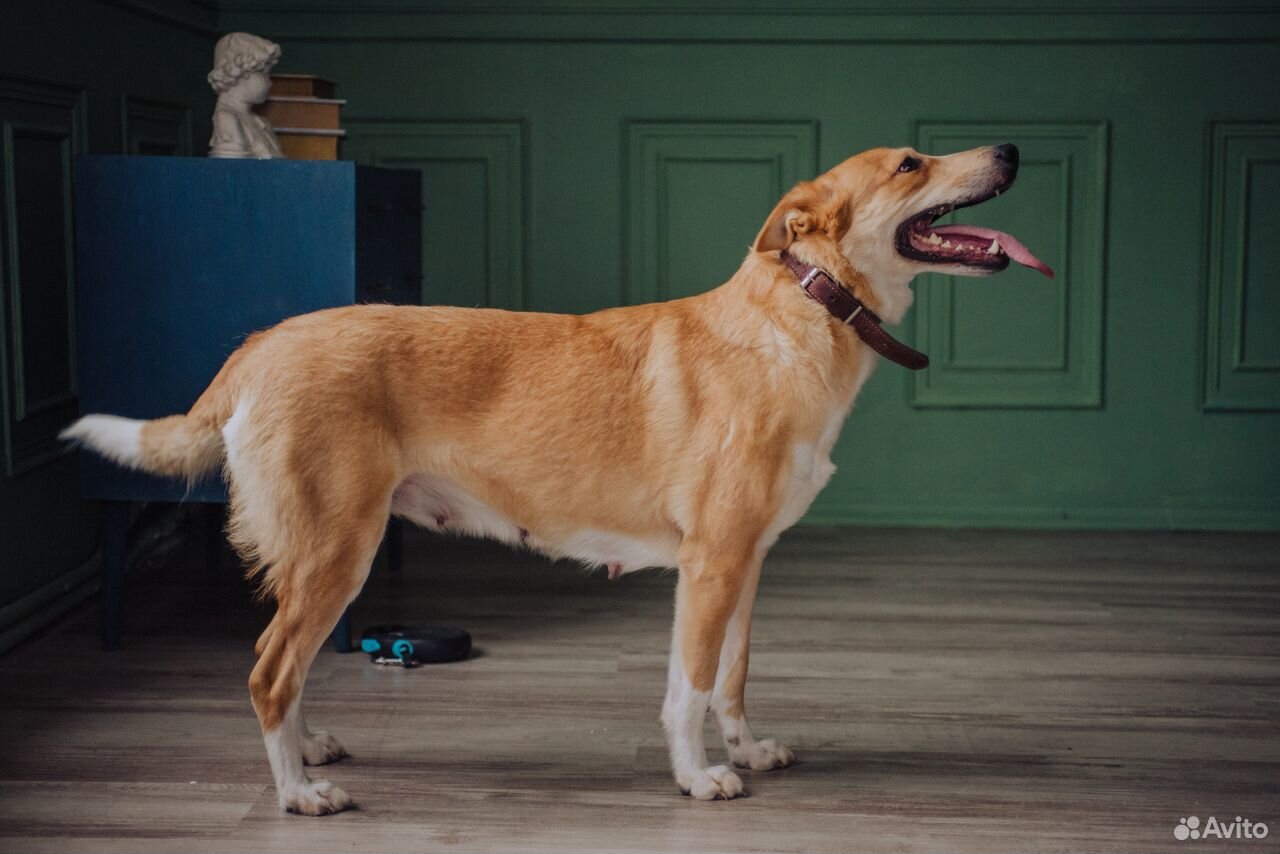 Собачка дзен ищет дом, возьми собаку из приюта купить на Зозу.ру - фотография № 4