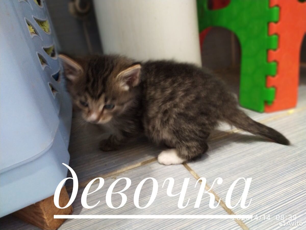 В добрые руки котята купить на Зозу.ру - фотография № 2