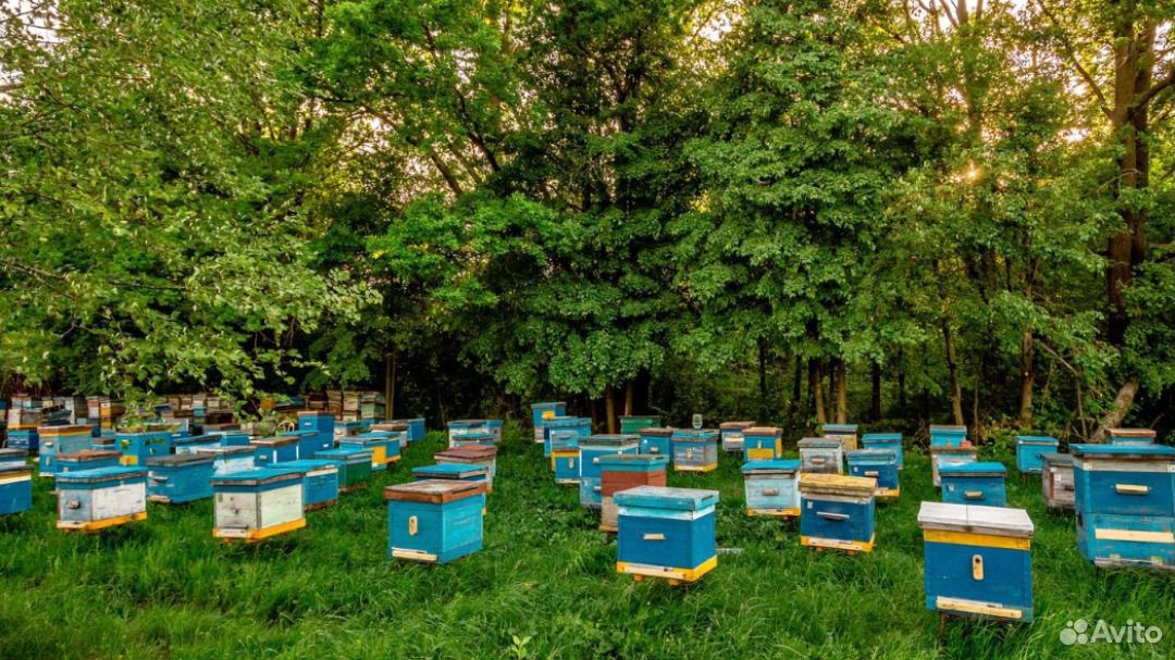 Пчелопакеты, отводки, семьи купить на Зозу.ру - фотография № 1