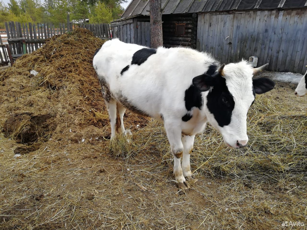Корова тёлка купить на Зозу.ру - фотография № 1