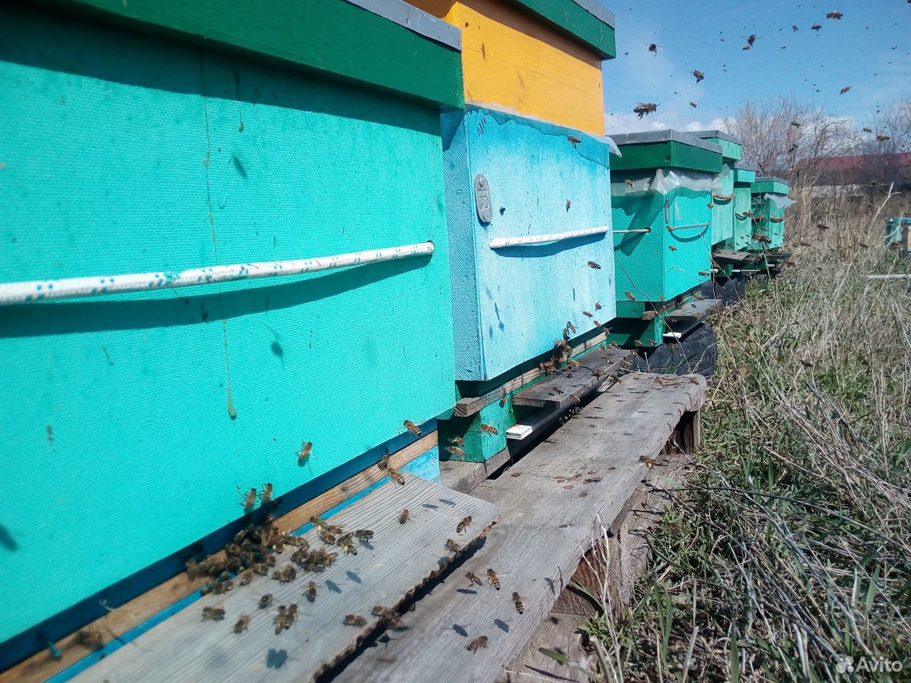 Пчелопакеты,Пчелосемьи Карника и Бакфаст купить на Зозу.ру - фотография № 1