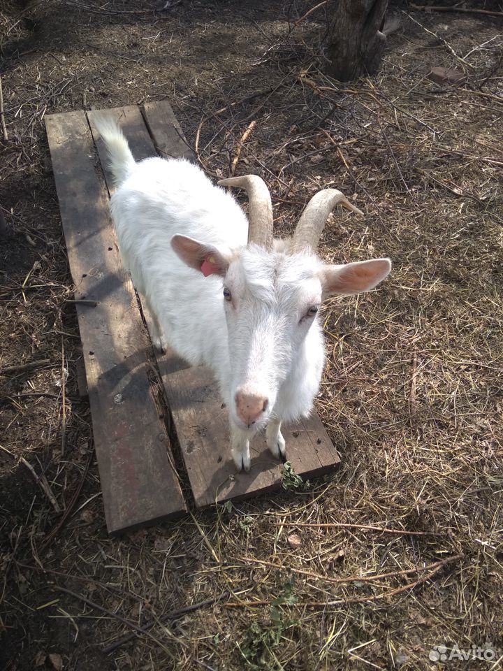 Продаются зааненские козы, козлята купить на Зозу.ру - фотография № 6