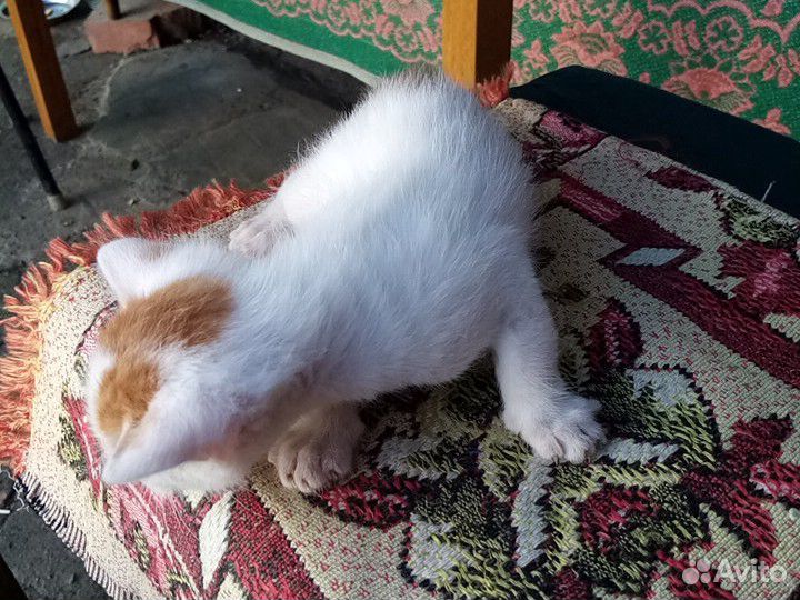 Котик белый с рыжими счастливыми пятнышками купить на Зозу.ру - фотография № 1