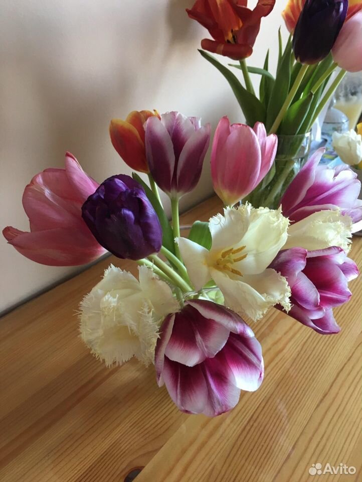 Луковица тюльпана (после выгонки) купить на Зозу.ру - фотография № 1