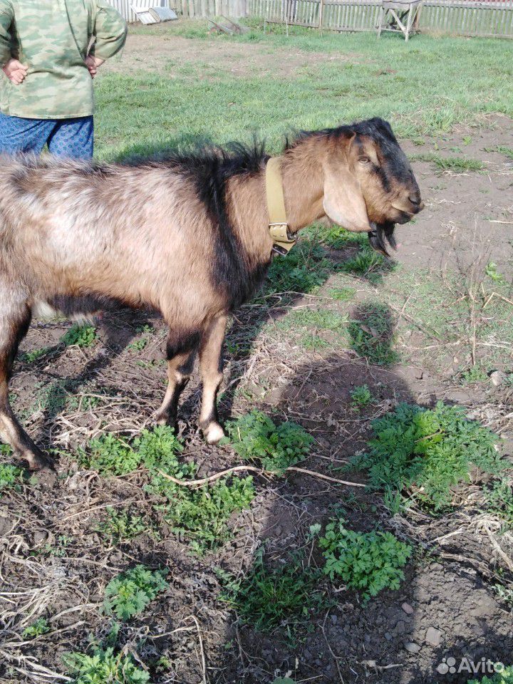 Нубийский козёл купить на Зозу.ру - фотография № 3