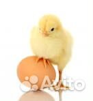 Продаются яйца купить на Зозу.ру - фотография № 1