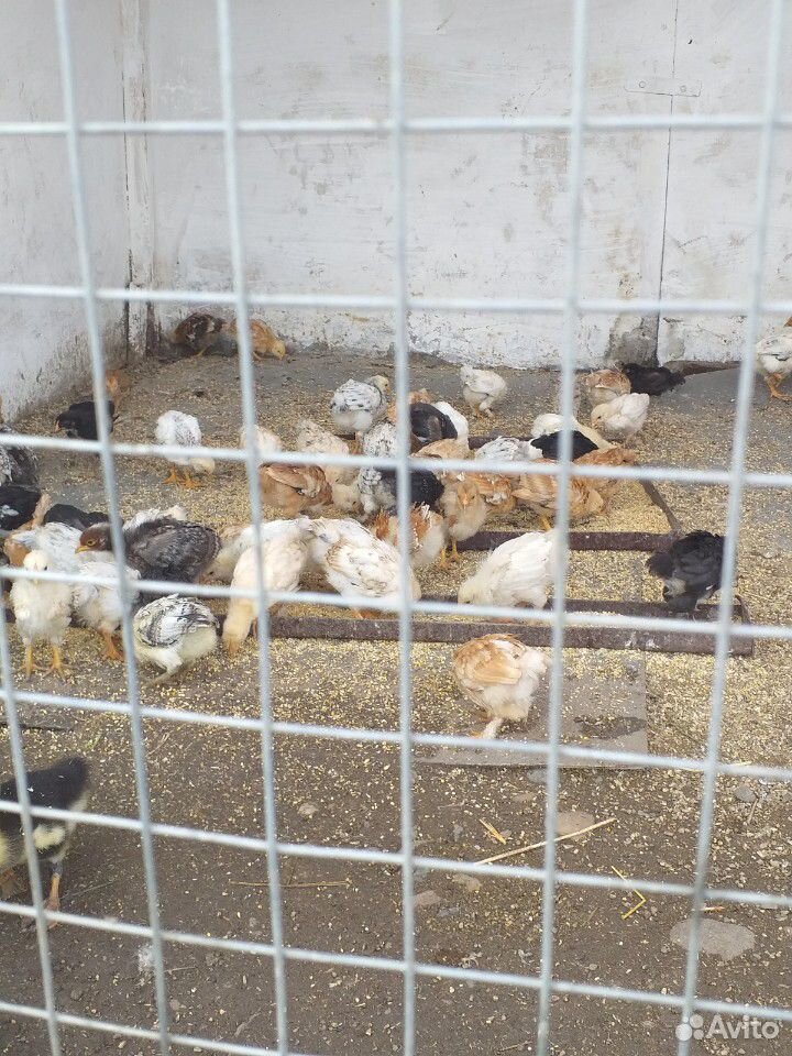 Цыплята (несушки ) купить на Зозу.ру - фотография № 2