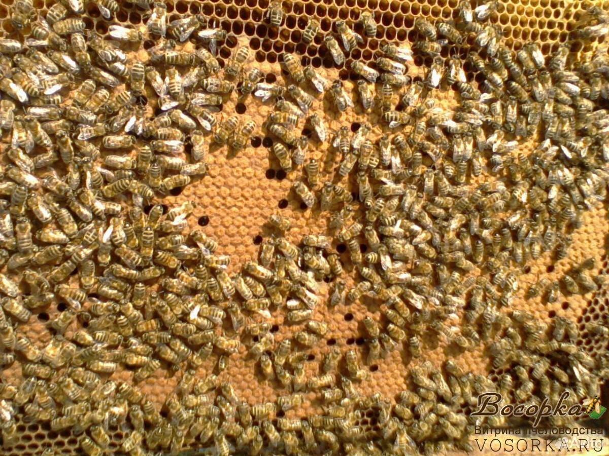 Пчелосемьи Степные купить на Зозу.ру - фотография № 2