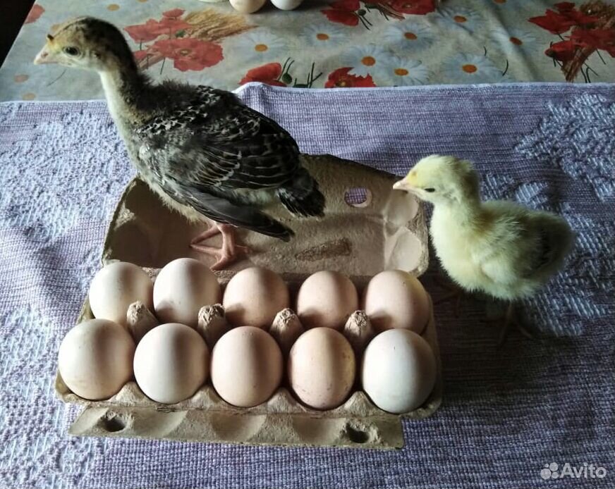 Инкубационное яйцо индюшки купить на Зозу.ру - фотография № 3