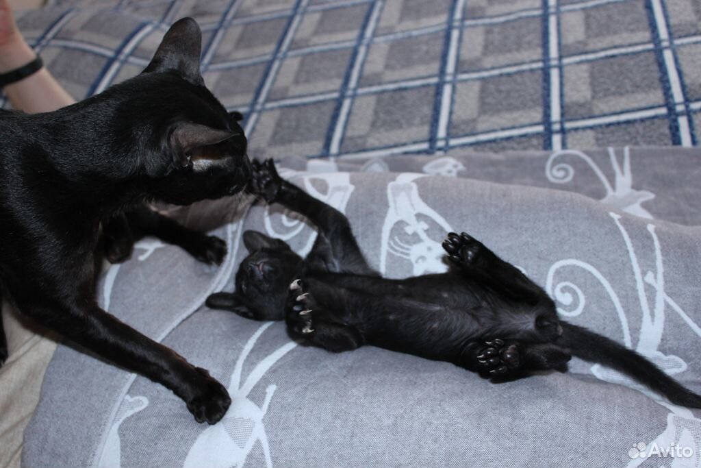 Мини-пантера черный ориентальный котенок купить на Зозу.ру - фотография № 5