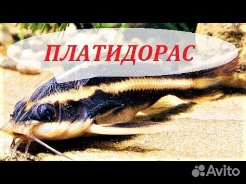 Поющий сомик платидорас