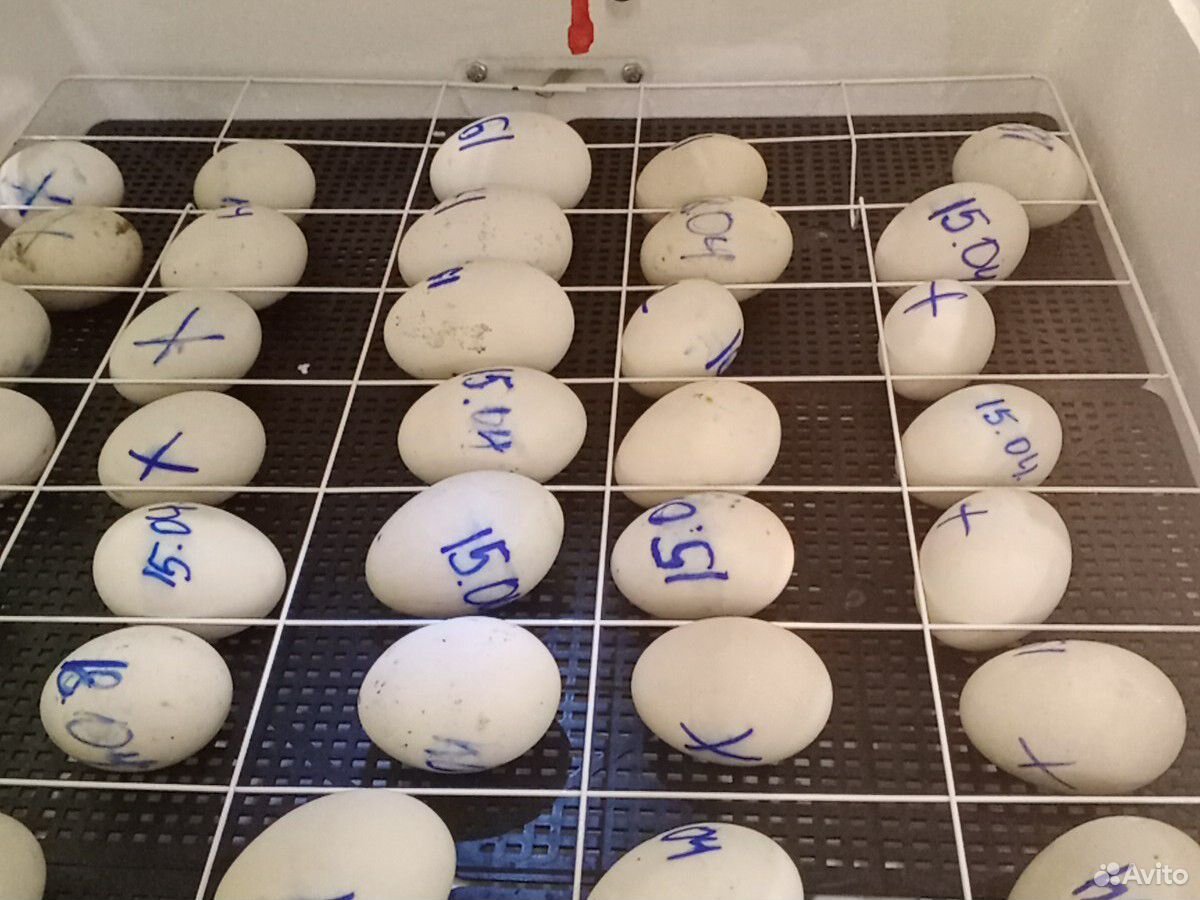 Яйцо инкубационное (утинное) купить на Зозу.ру - фотография № 2