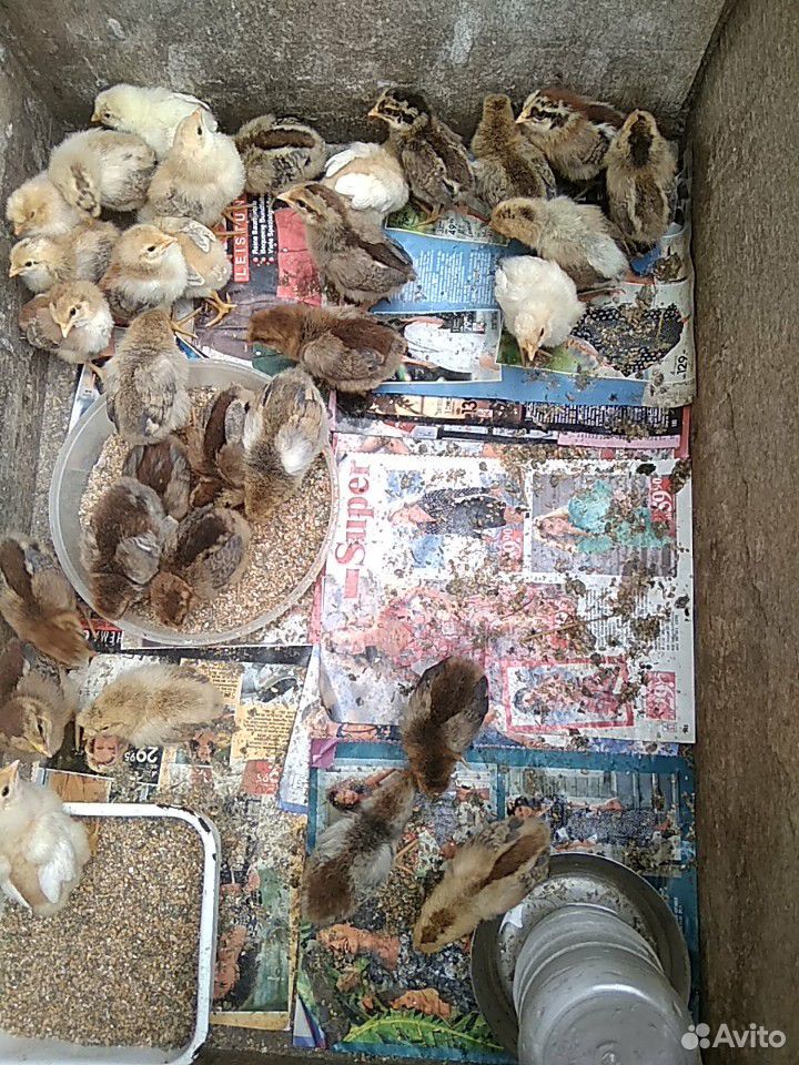 Продам цыплят от домашней курицы купить на Зозу.ру - фотография № 1