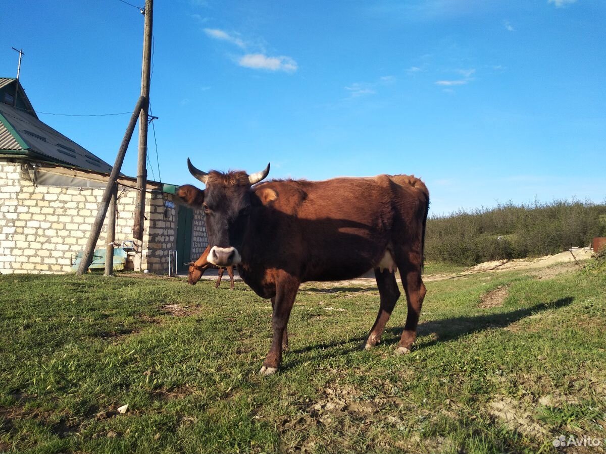 Коровы с телятоми купить на Зозу.ру - фотография № 10