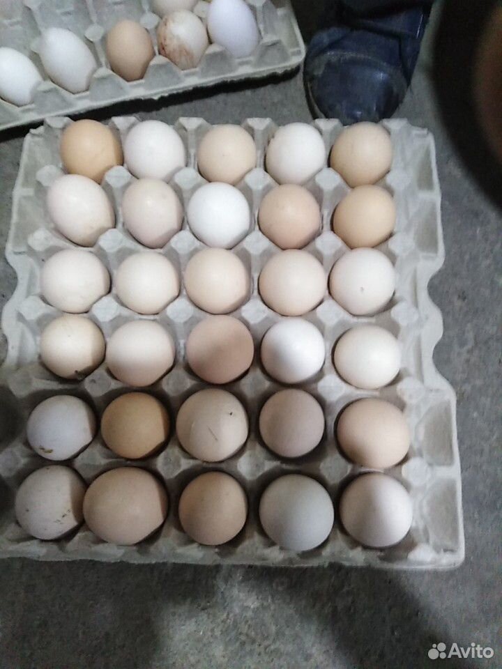 Купить инкубационное яйцо в воронежской области. Яйцо Адлерской серебристой. Адлерская серебристая цвет яйца. Инкубационное яйцо Адлерская серебристая Пенза. Авито инкубационное яйцо.