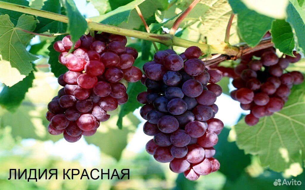 Саженцы винограда купить на Зозу.ру - фотография № 7