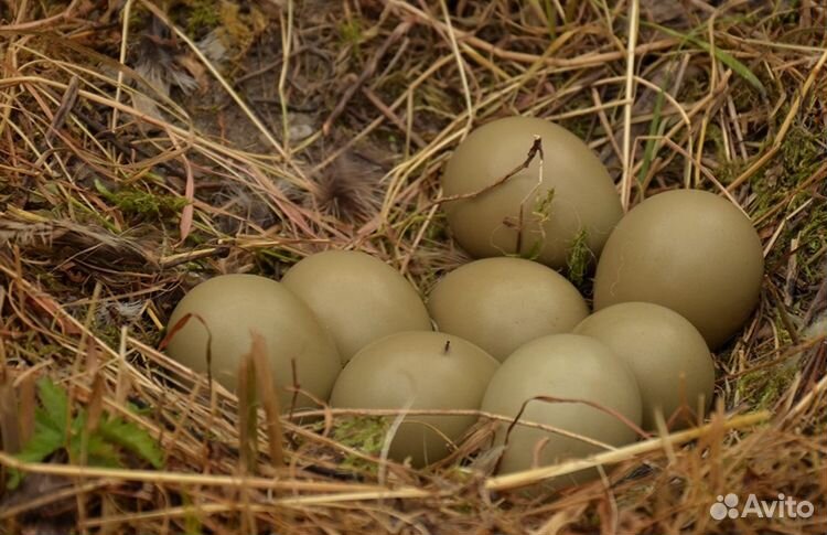 Яйца фазана купить на Зозу.ру - фотография № 2
