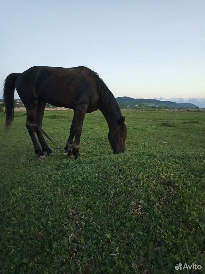 Лошадь вороной жеребец 3 года,обучен спокойный,рос купить на Зозу.ру - фотография № 1