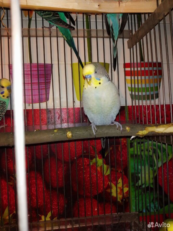 Волнистые попугаи-Взрослые самцы купить на Зозу.ру - фотография № 1
