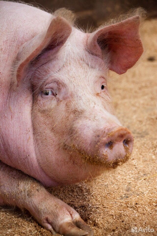 Лучшие в Крыму домашние свиньи на мясо купить на Зозу.ру - фотография № 1