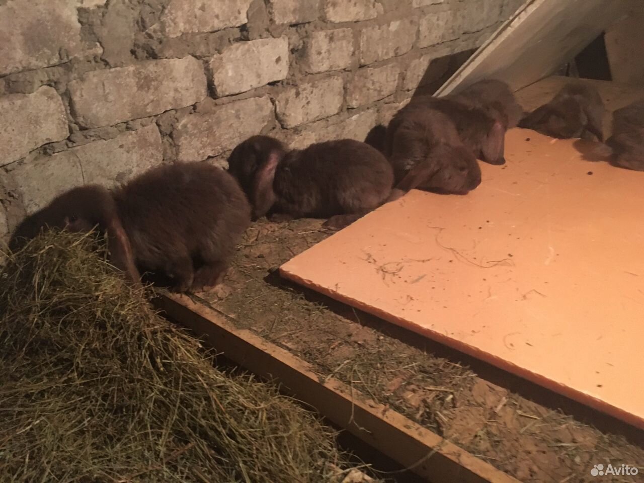 Кролики французский баран Гована купить на Зозу.ру - фотография № 3