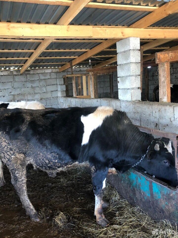 Одна корова и два бычка купить на Зозу.ру - фотография № 7