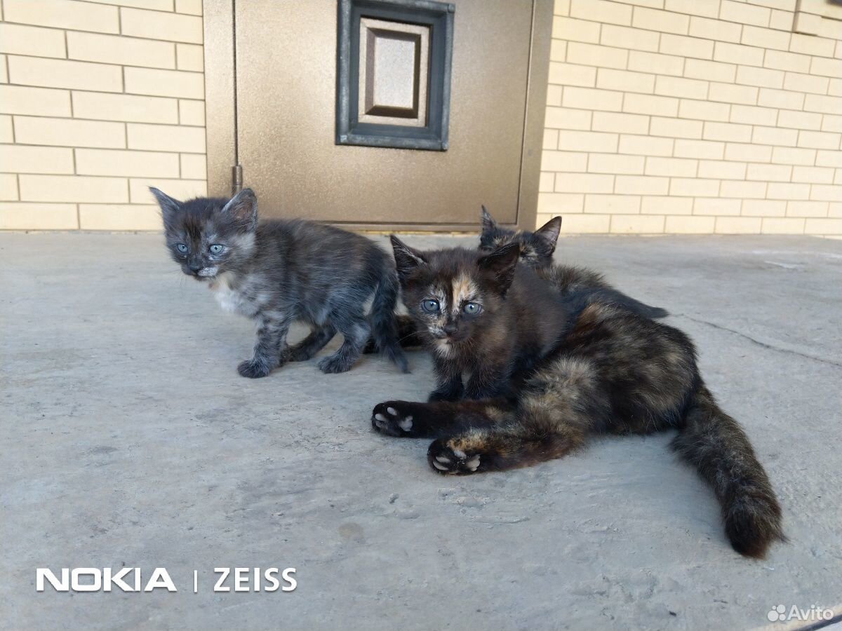 Котята от крысыловки в добрые руки купить на Зозу.ру - фотография № 2