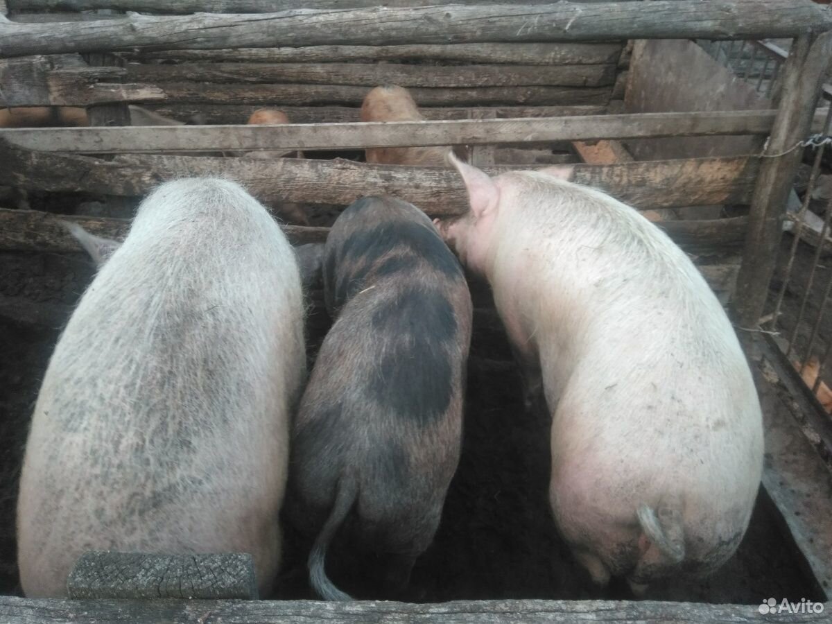 Большие свиньи купить на Зозу.ру - фотография № 1