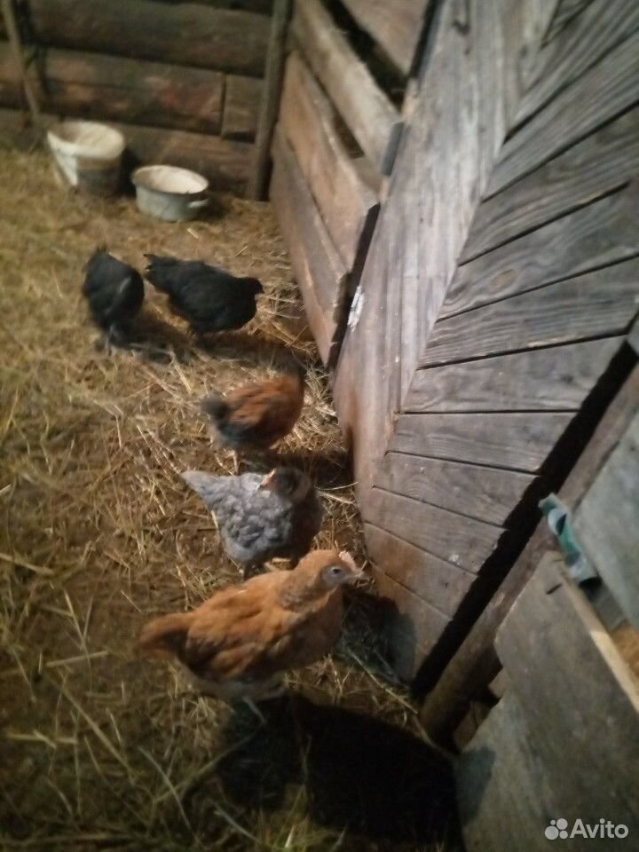 Цыплята от недели до месяца купить на Зозу.ру - фотография № 5