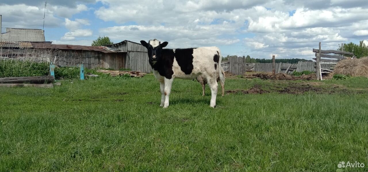 Продам корову с теленком купить на Зозу.ру - фотография № 3