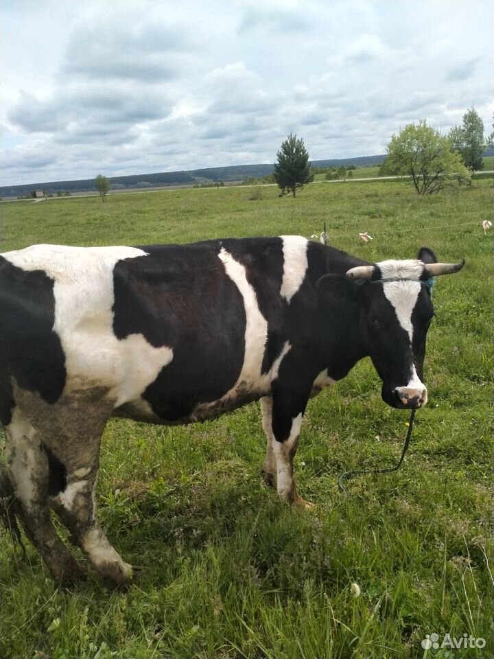 Корова, тёлочка купить на Зозу.ру - фотография № 2