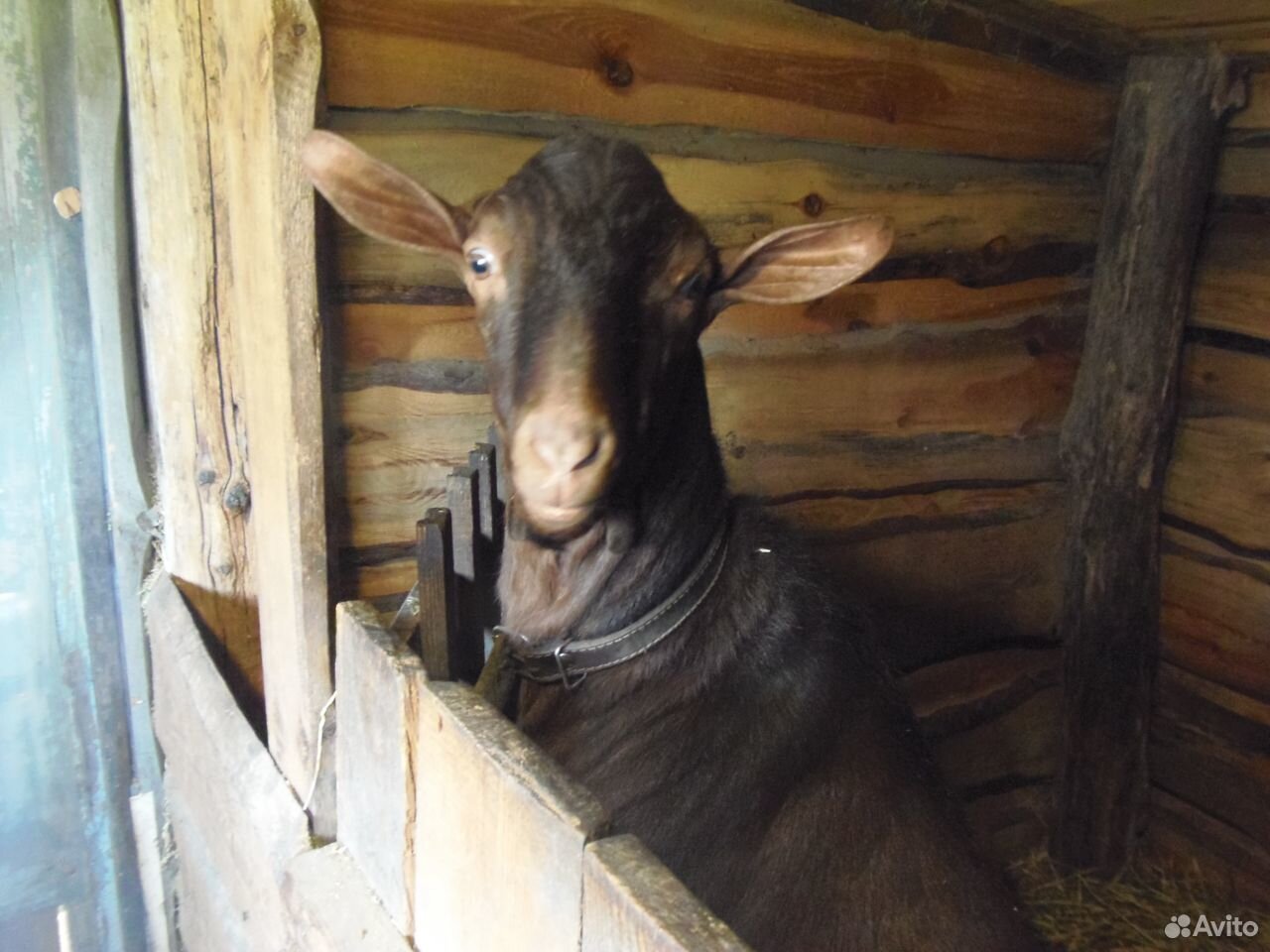 Нубийская дойная коза и козочка, козлик купить на Зозу.ру - фотография № 10