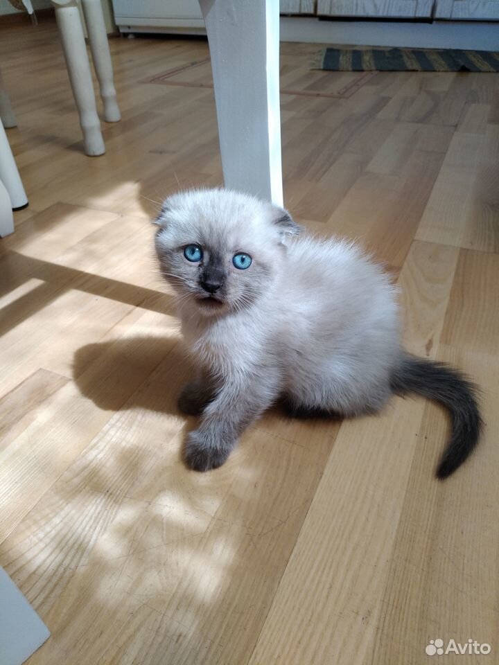Продается шотландский вислоухий голубоглазый котен купить на Зозу.ру - фотография № 7