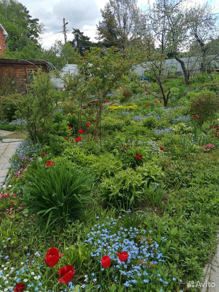 Широкий выбор садовых растений и цветов купить на Зозу.ру - фотография № 1