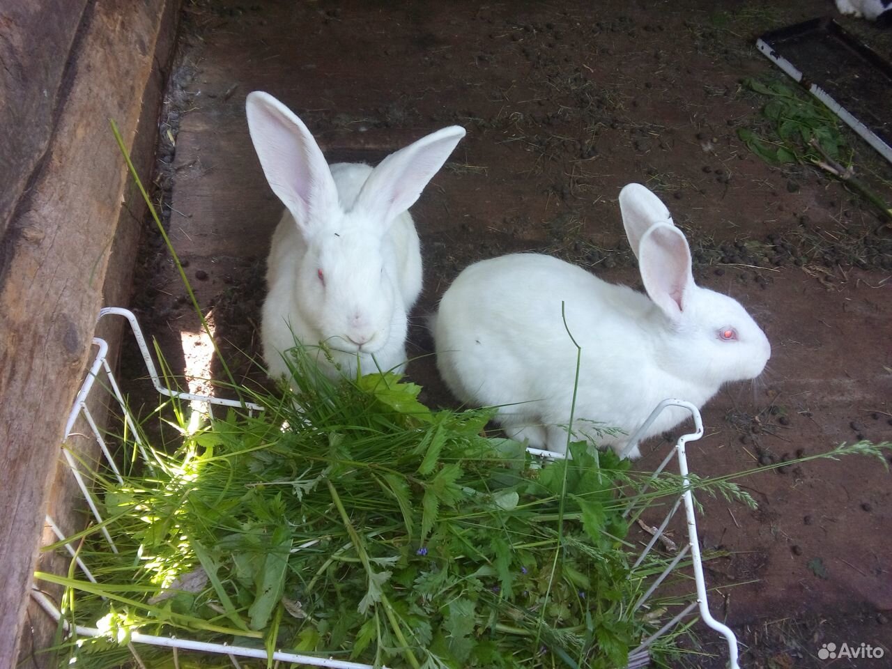 Кролы и мясо кроликов купить на Зозу.ру - фотография № 3