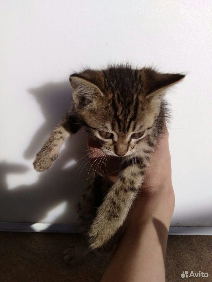 Котята, котёнок купить на Зозу.ру - фотография № 1