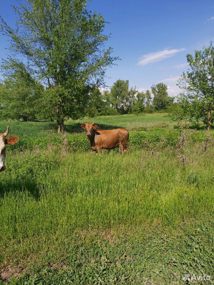 Коровы дойные купить на Зозу.ру - фотография № 6
