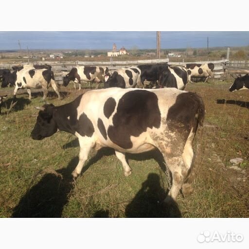 Коровы дойные в количестве 54 головы купить на Зозу.ру - фотография № 1