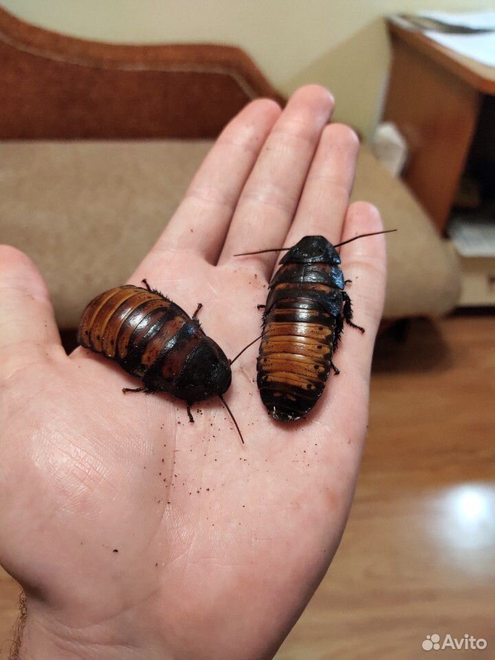 Мадагаскарские тараканы купить на Зозу.ру - фотография № 1