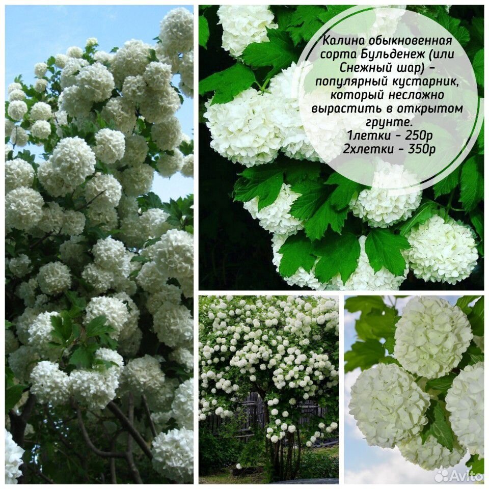 Декоративные растения купить на Зозу.ру - фотография № 10