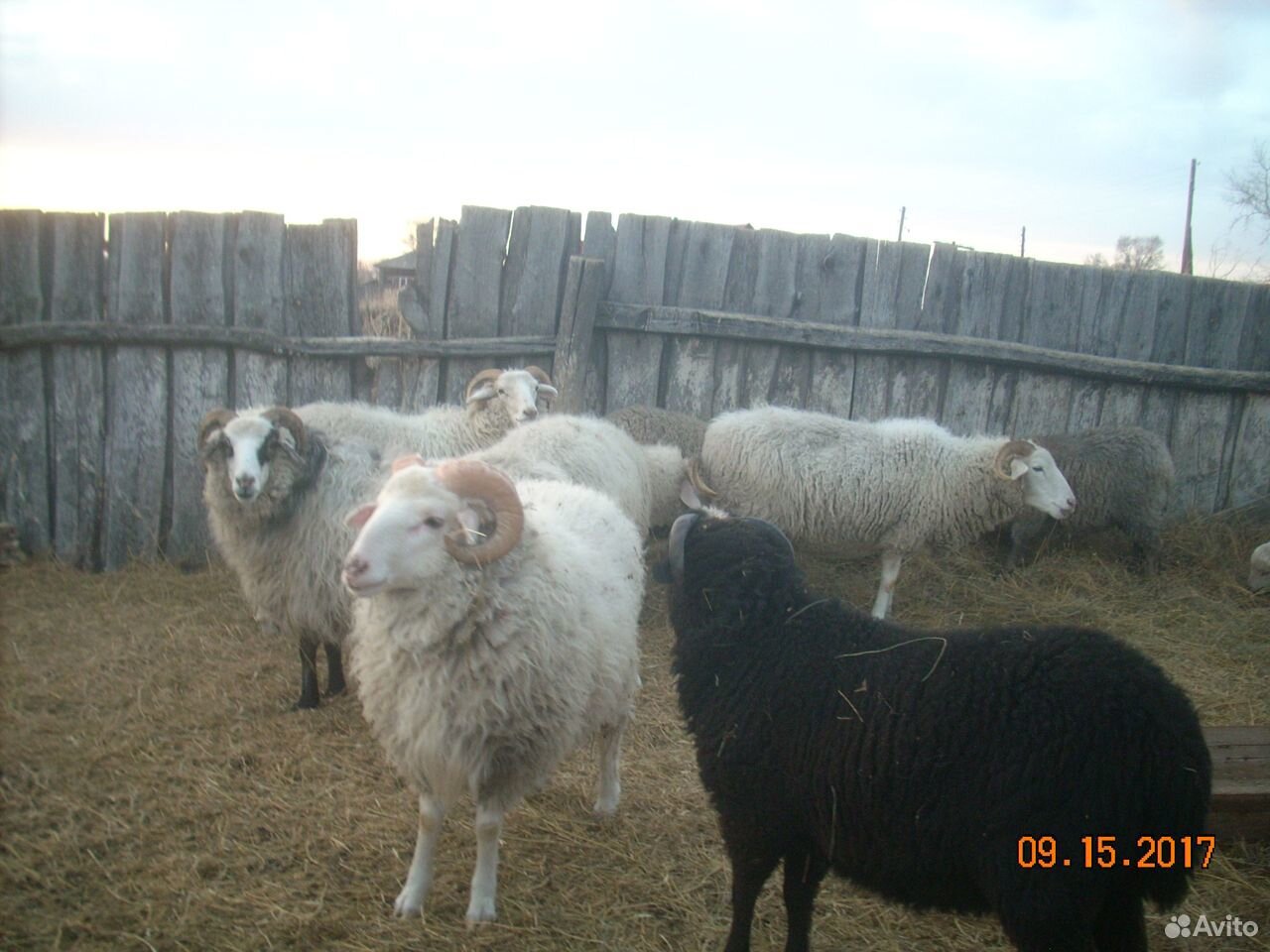 Овцематки с ягнятами купить на Зозу.ру - фотография № 2