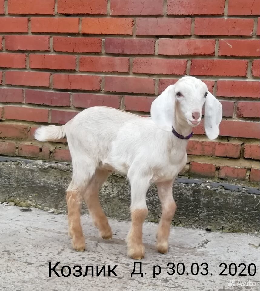 Нубийская коза купить на Зозу.ру - фотография № 2