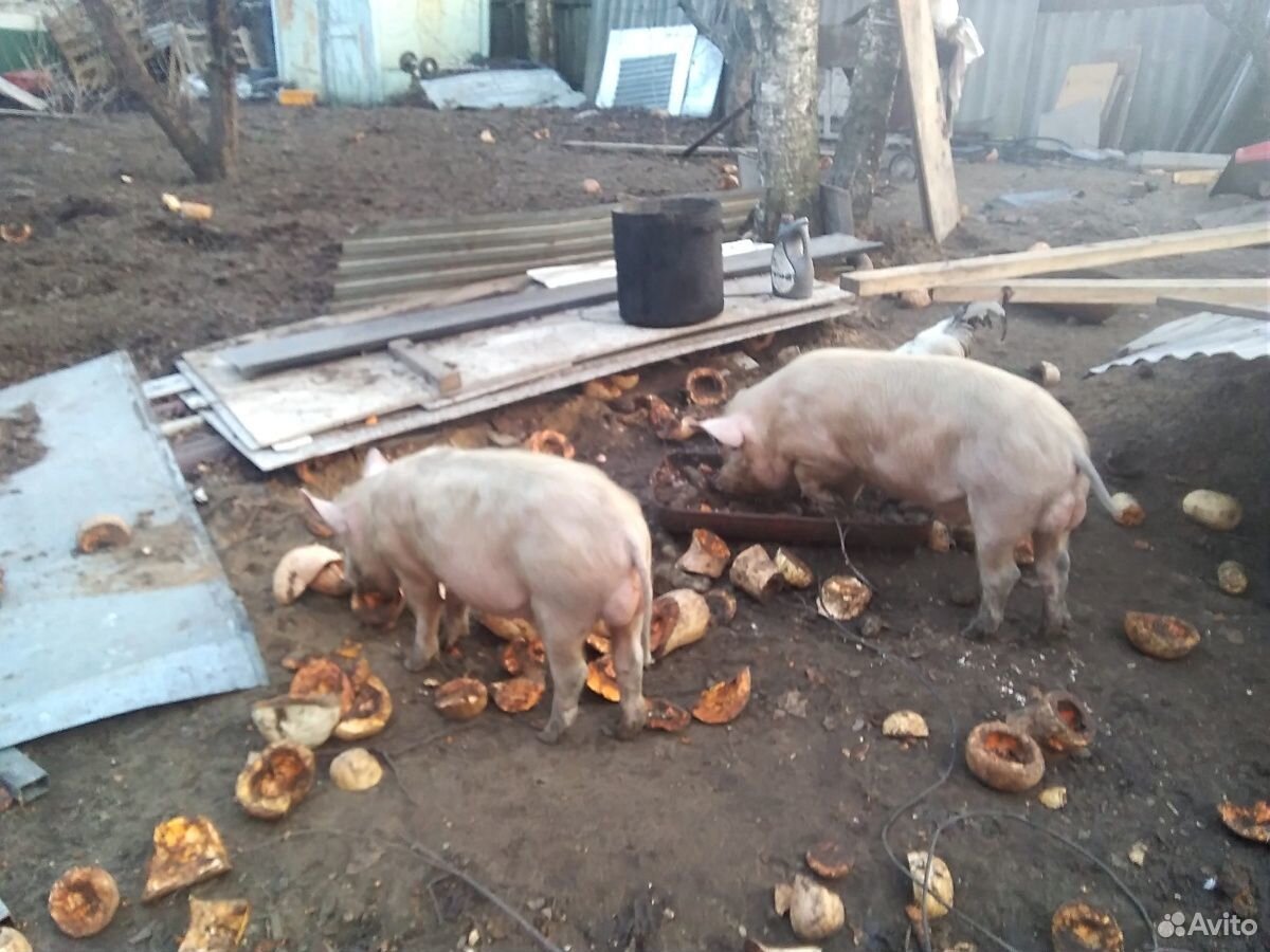 Продам свиноматок купить на Зозу.ру - фотография № 2