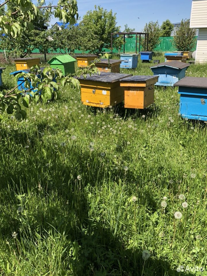 Ульи с пчёлами купить на Зозу.ру - фотография № 7