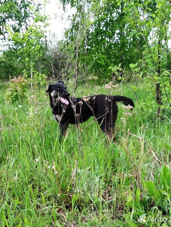 Стерилизованная молодая собачка овчаристого окраса купить на Зозу.ру - фотография № 2