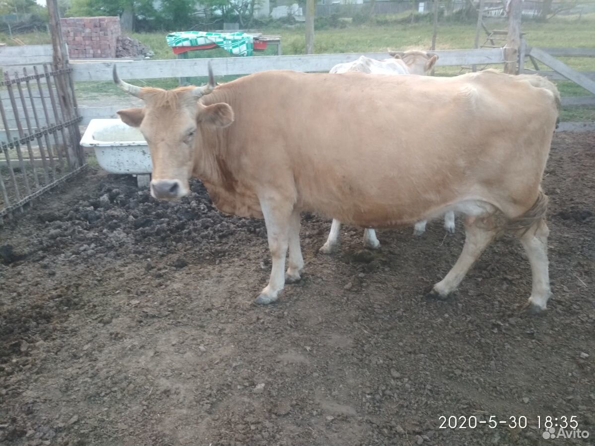 Продается корова и бычок купить на Зозу.ру - фотография № 4
